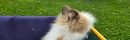 Lionhead rabbits for sale: Gorgeous purebred lionhead rabbits - Advert 8