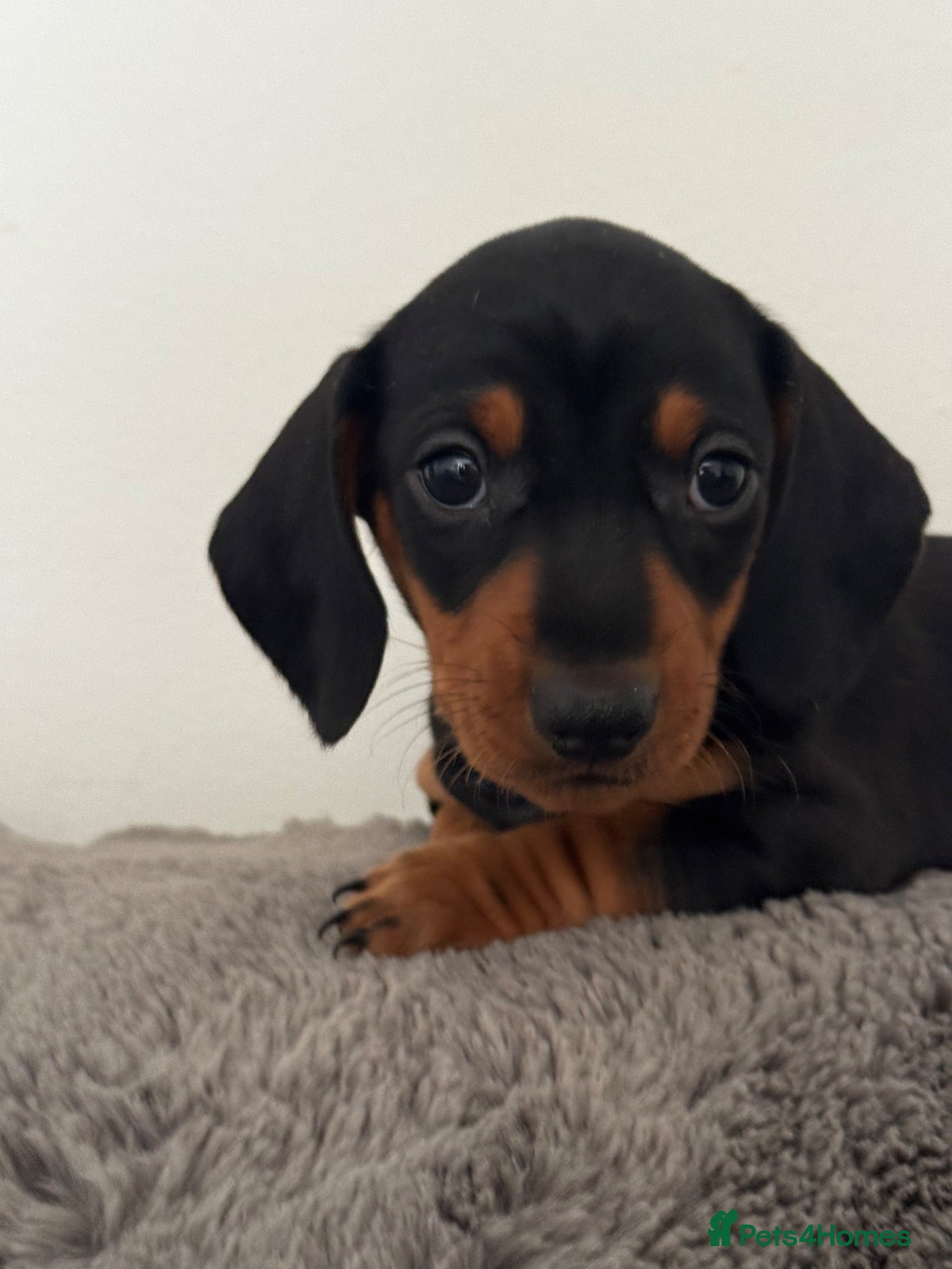 Miniature Dachshund dogs Stunning mini dachshund pups - Advert 1