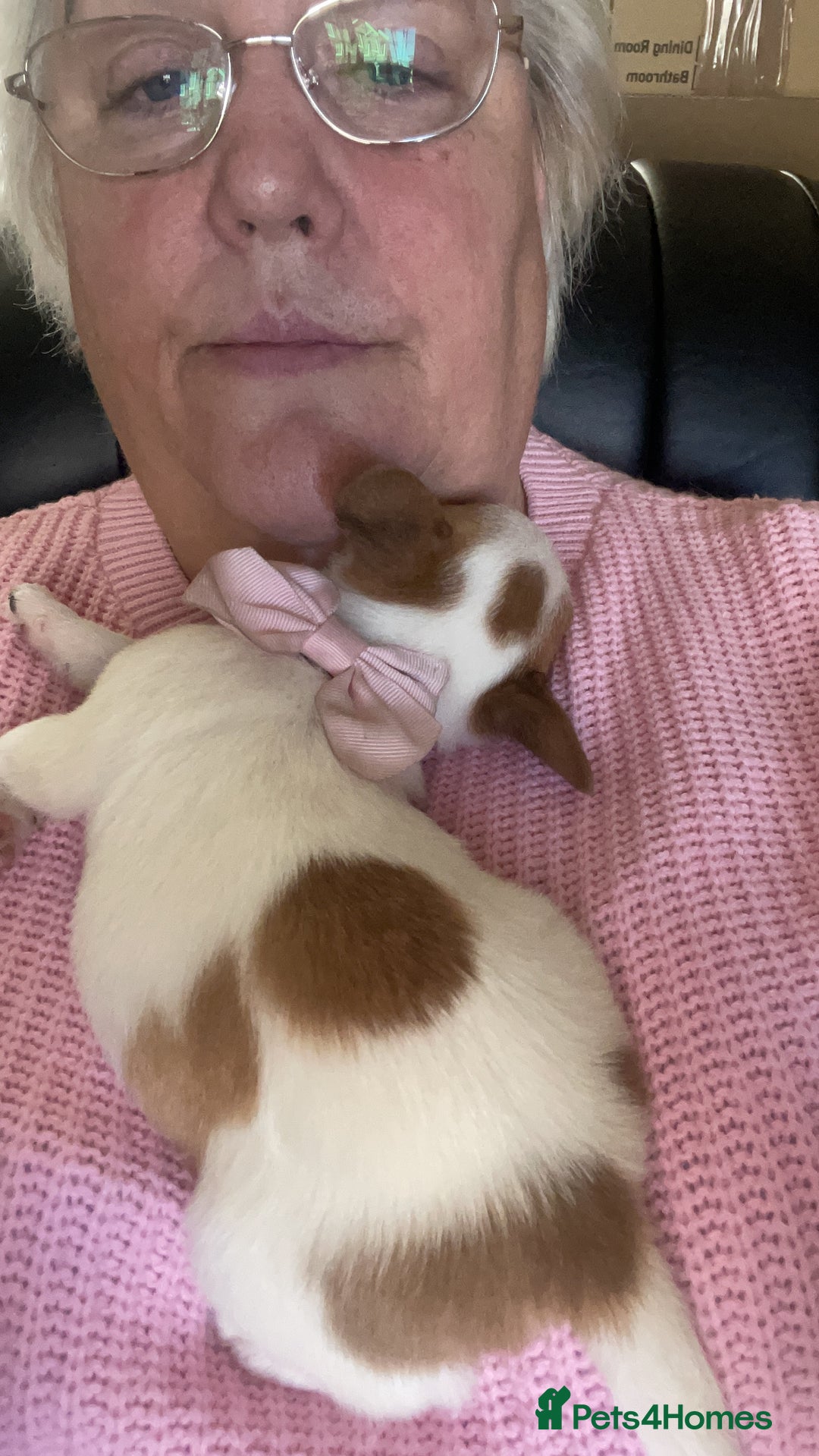 Mixed Breed dogs for sale: Lula needs a home  - Advert 4