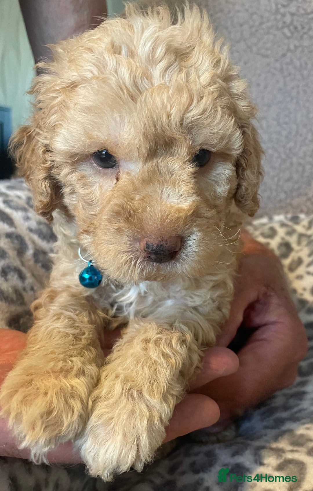 Cavapoo dogs for sale: Quality cavapoo puppies  - Image 17