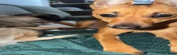 Mixed Breed dogs for sale: Nelly - Advert 1
