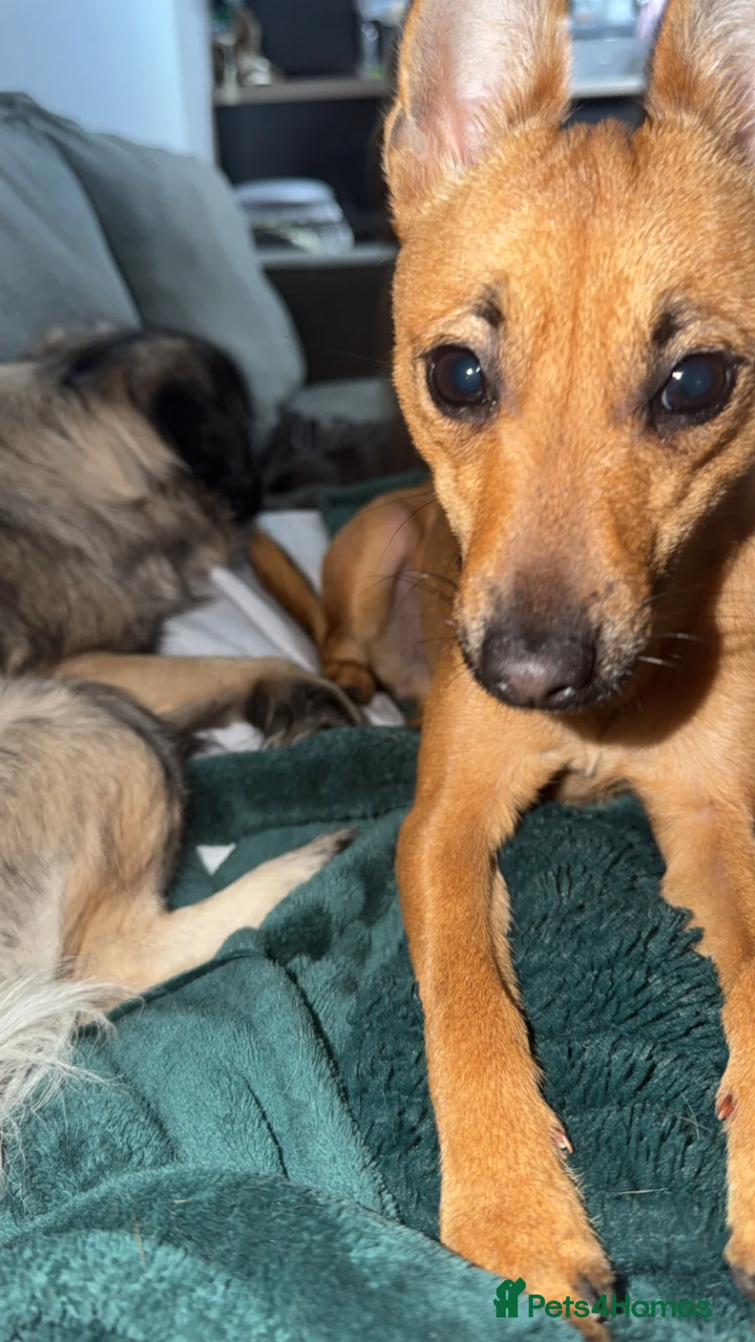 Mixed Breed dogs for sale: Nelly - Advert 1