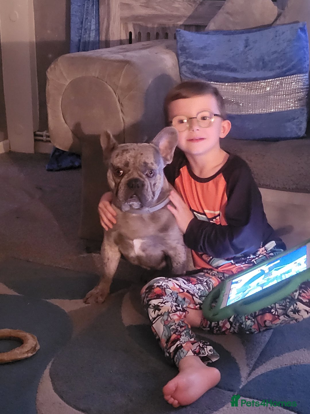 French Bulldog dogs for sale: Silver Merle frenchy - Advert 2