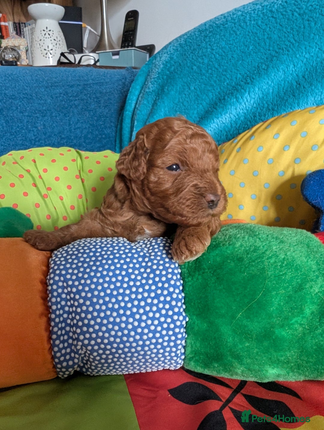Cavapoo dogs for sale: F1B Deep Fox Red High Quality DNA Clear Puppy  - Image 10