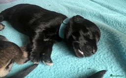 Miniature Schnauzer dogs for sale: Miniature Schnauzer Puppies - Image 16