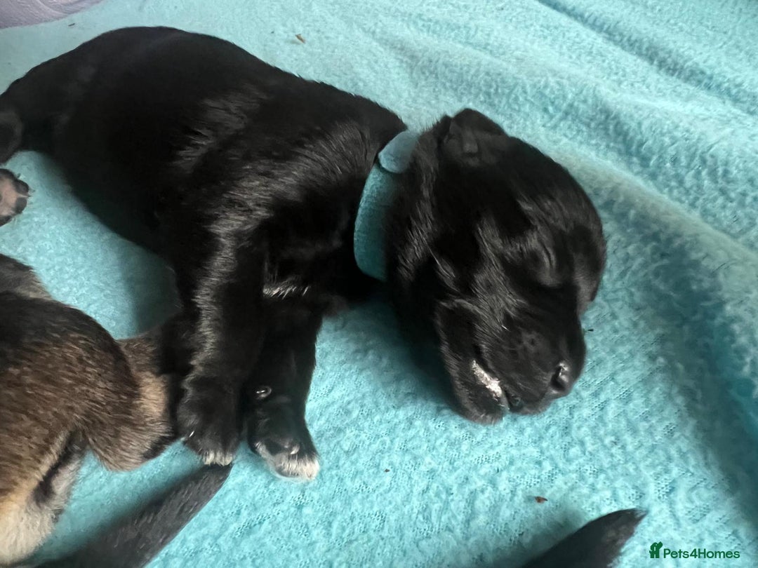 Miniature Schnauzer dogs for sale: Miniature Schnauzer Puppies - Image 16