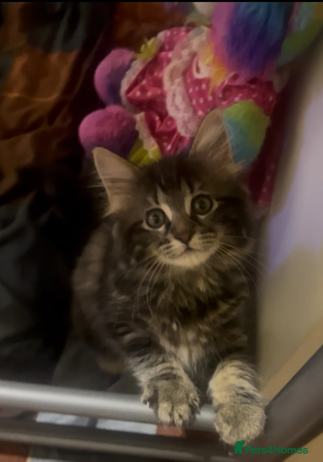 Bengal cats for sale: Half Bengal X Half Maine Coon for sale  - Advert 6