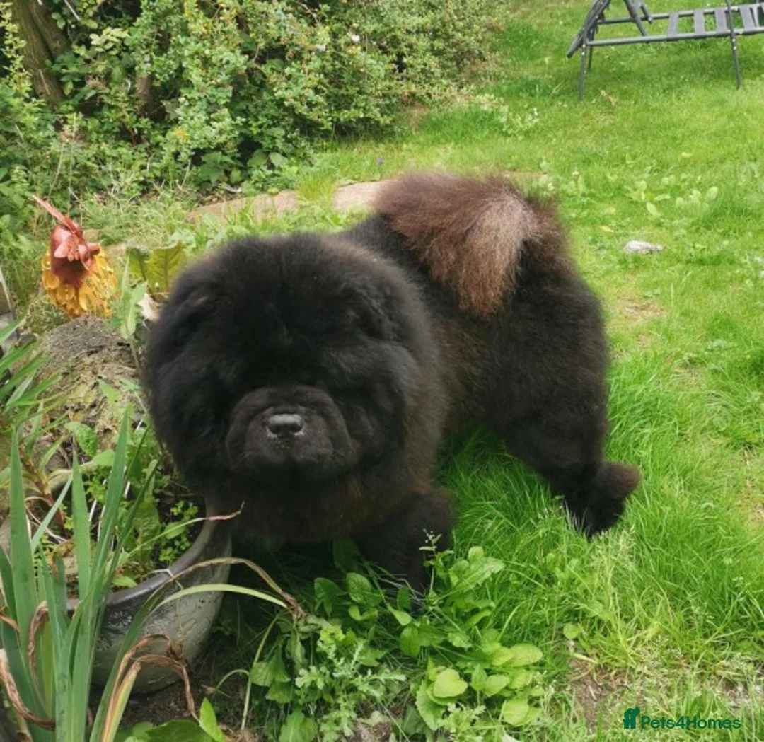 Chow Chow dogs for stud: kc reg..proven..carries blue and chocolate in Wingate - Advert 8