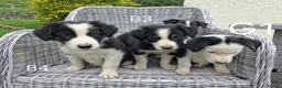 Border Collie dogs for sale: Adorable Puppies - Advert 15