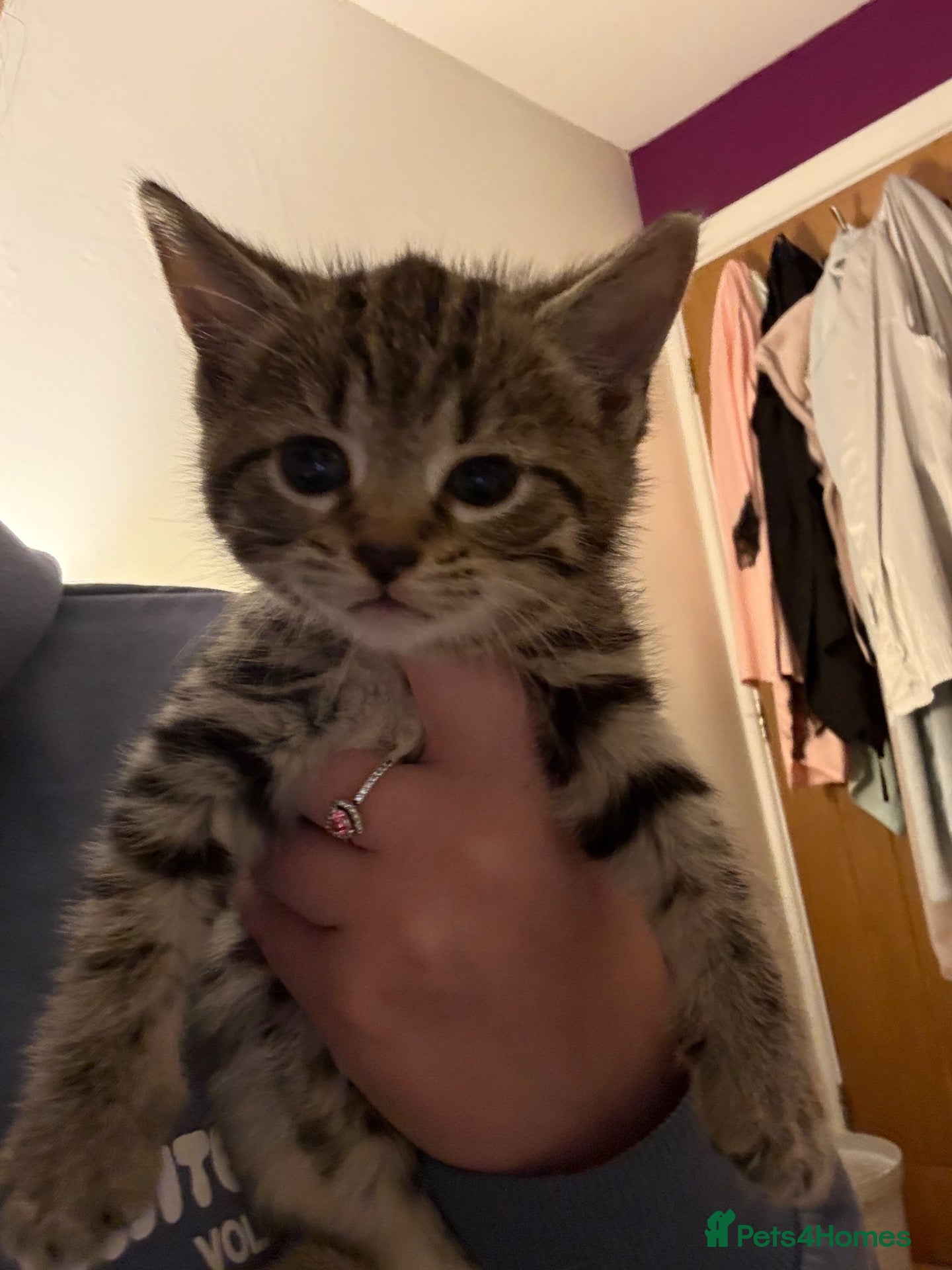 Mixed Breed cats 5 kittens for sale - Advert 2