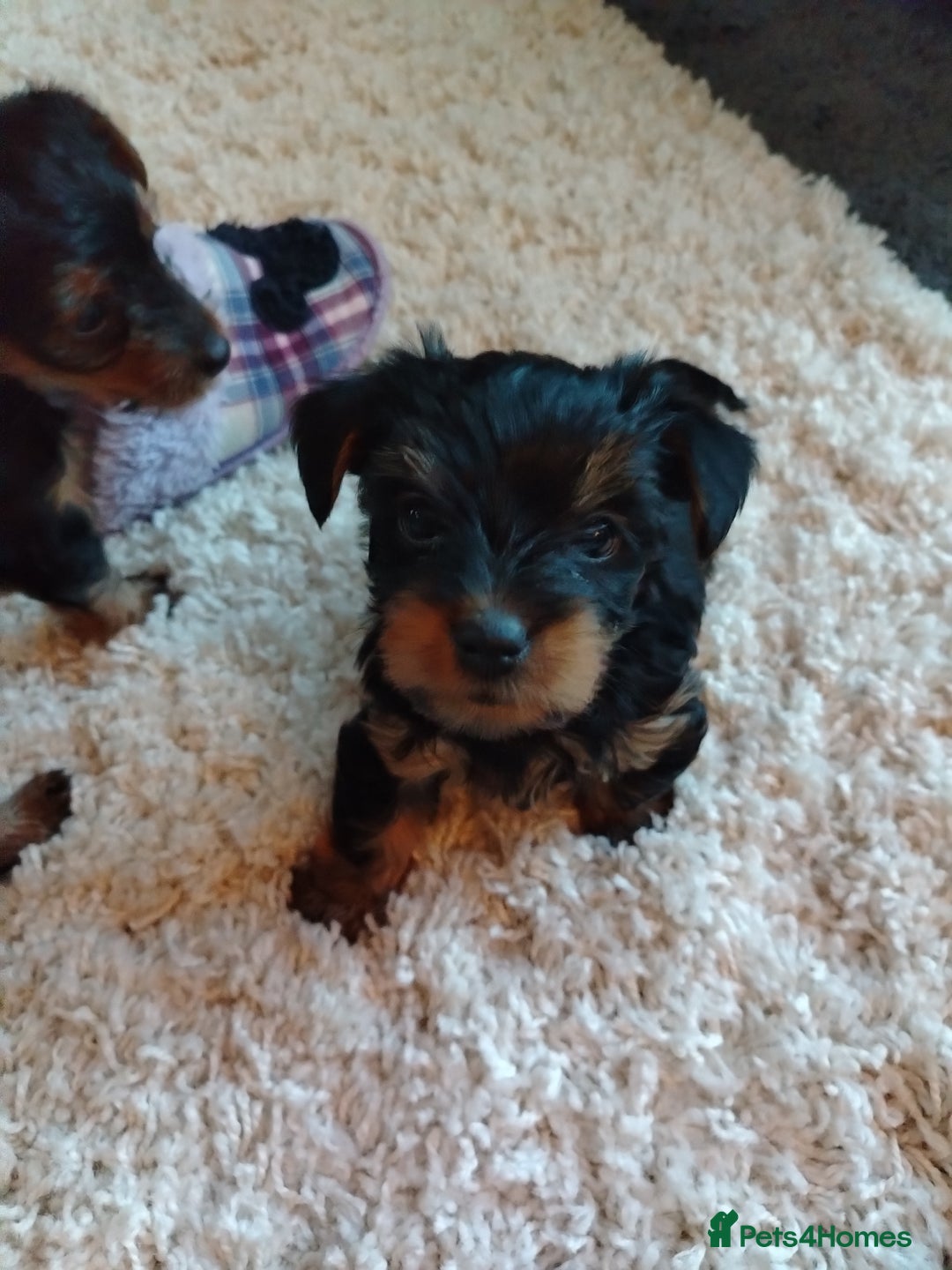 Yorkshire Terrier dogs for sale: Yorkies for sale.  - Image 6