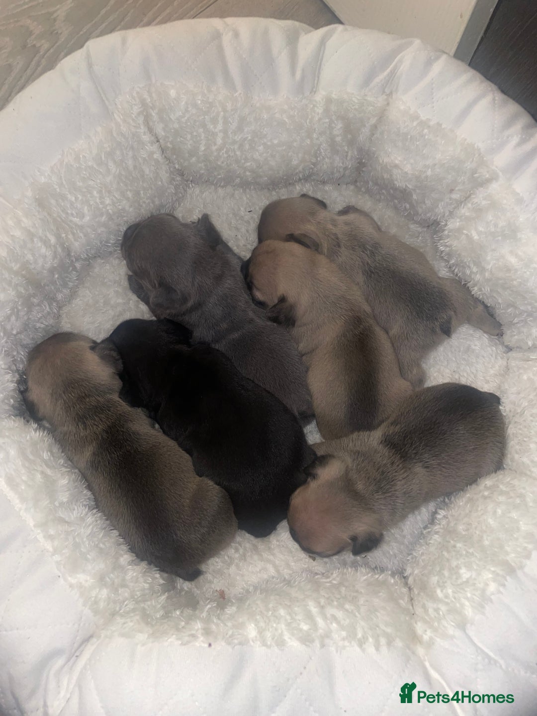 French Bulldog dogs for sale: French Bulldog Puppies - Advert 6