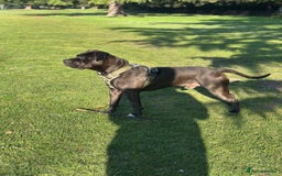 Mixed Breed dogs for stud: Cane Corso x Presa Canario for Stud - Image 7