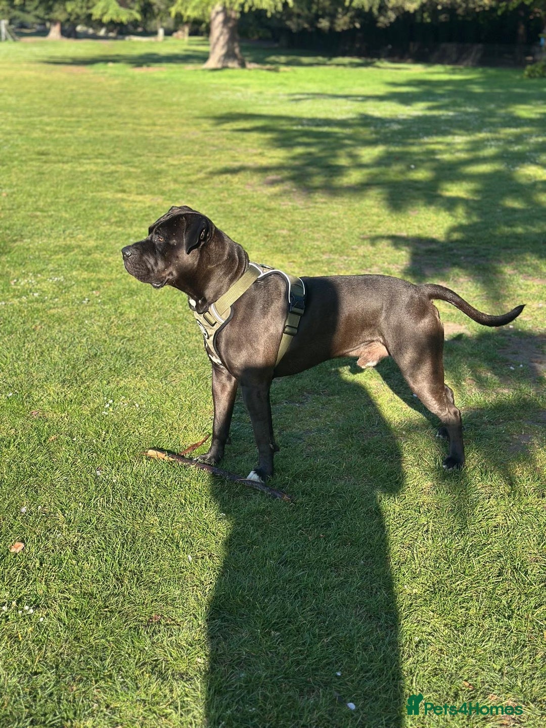 Mixed Breed dogs for stud: Cane Corso x Presa Canario for Stud - Image 7