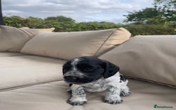 Sprocker dogs for sale: Sprocker Spaniel Puppies - Image 12