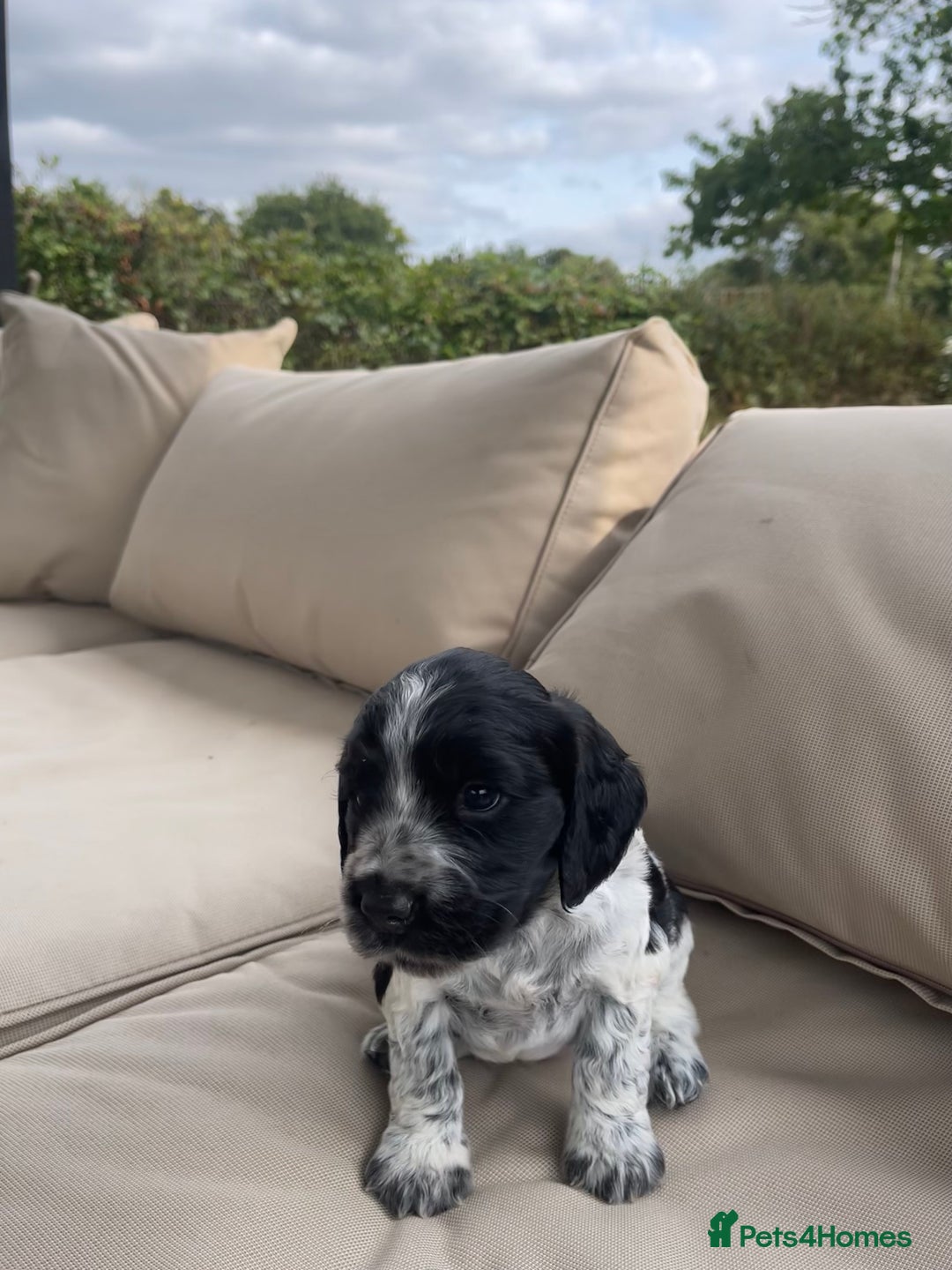 Sprocker dogs for sale: Sprocker Spaniel Puppies - Image 12