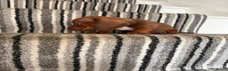 Dachshund dogs for sale: 🐾 Gorgeous Mini Dachshund Puppies 1 Boy & 1 Girl  - Advert 12