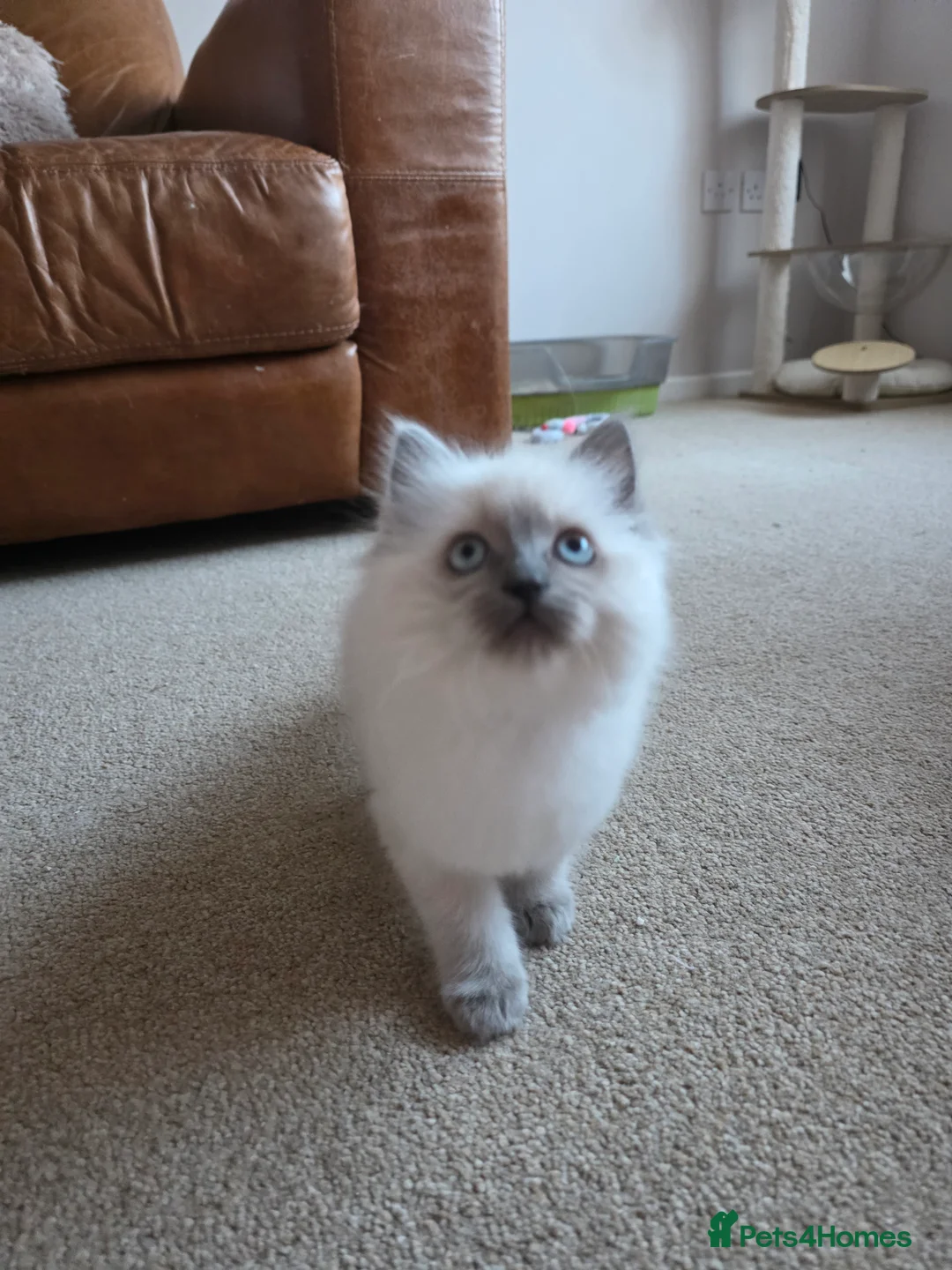 Ragdoll cats for sale: Adorable Ragdoll Kittens Ready Now - Advert 6
