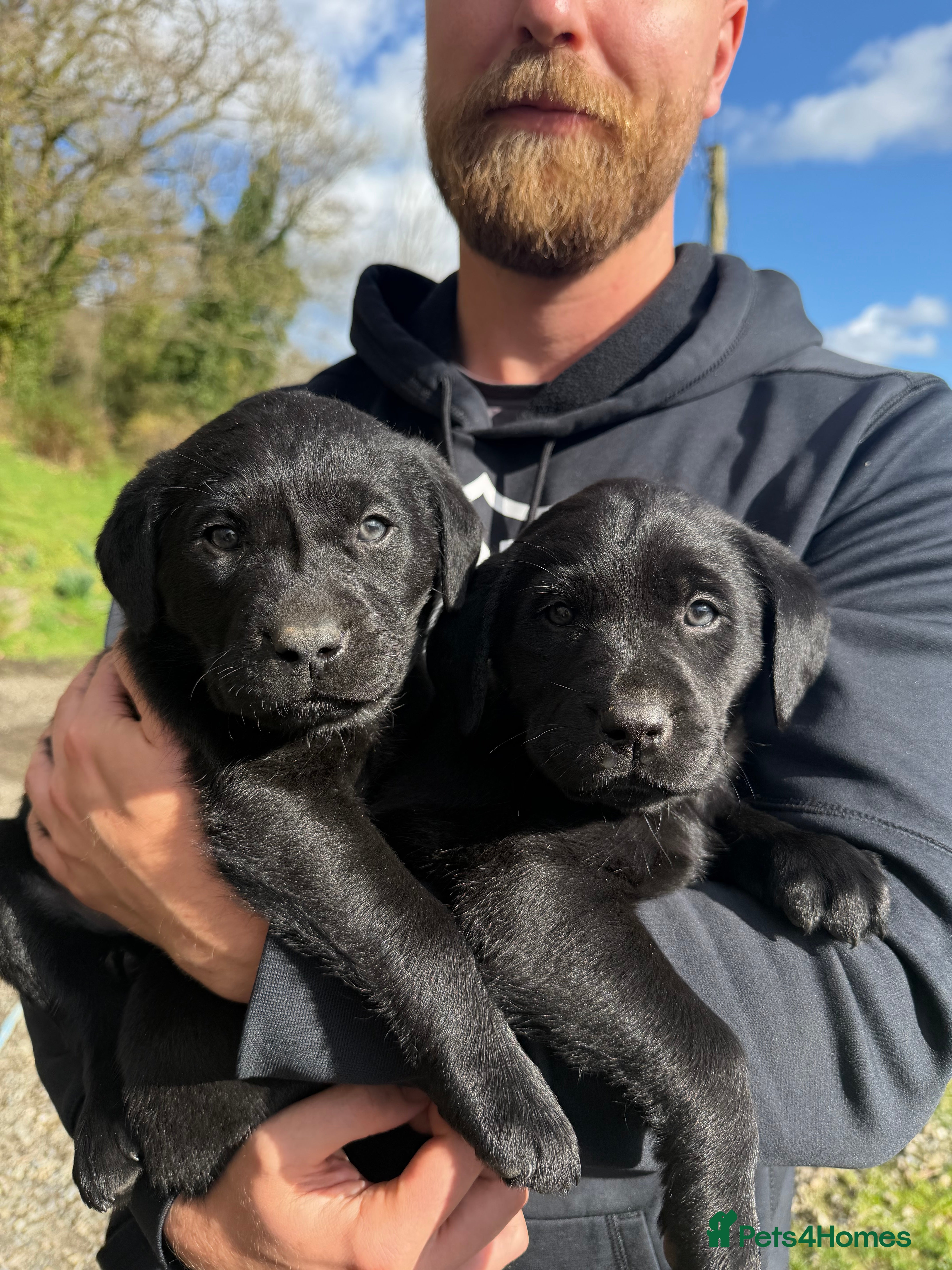 Labrador Retriever dogs Gorgeous Black Lab Pups ready for new home!  - Advert 1