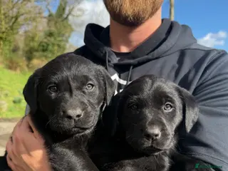 Labrador Retriever dogs Gorgeous Black Lab Pups ready for new home! - Advert 1