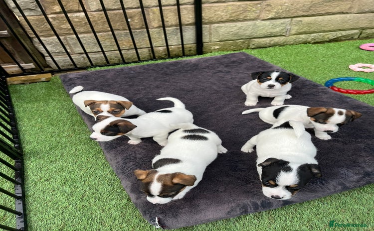 Jack Russell dogs - Advert 2