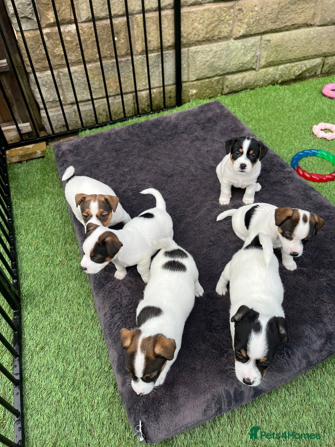 Jack Russell dogs for sale: Jack Russell puppies,Parents reg.Kennel club, - Image 1