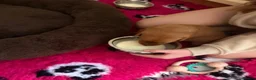 Labrador Retriever dogs for sale: Red Fox Labradors - Advert 18