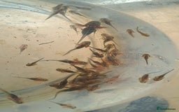 Axolotl reptiles for sale: Axolotls  - Image 14