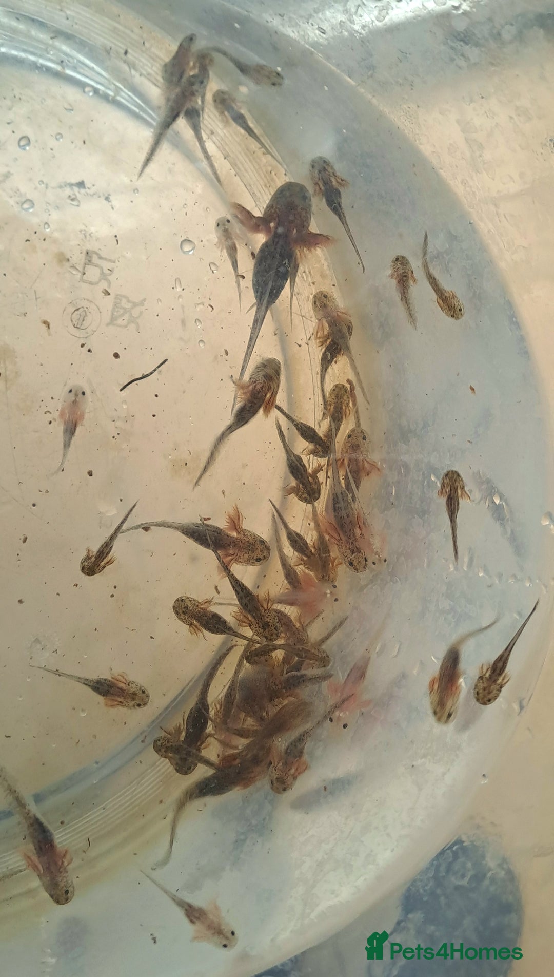 Axolotl reptiles for sale: Axolotls  - Image 14