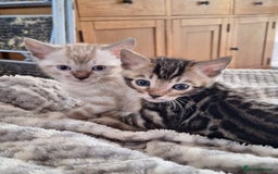 Bengal cats for sale: Beautiful bengal kitten - Image 4