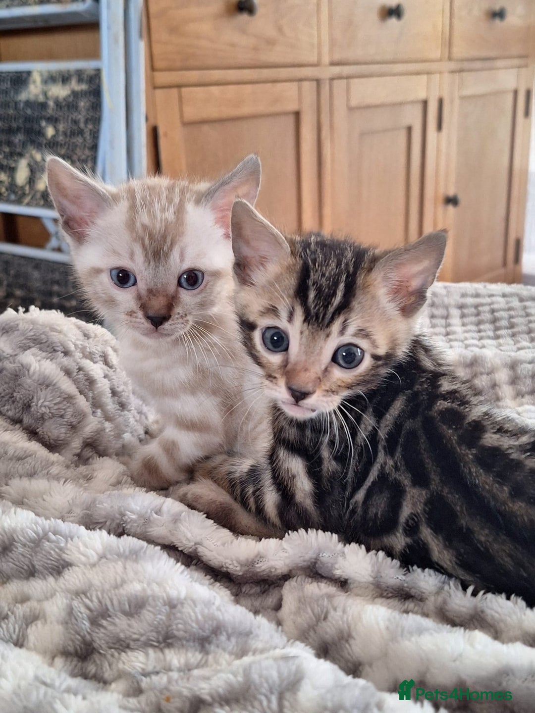 Bengal cats for sale: Beautiful bengal kitten - Image 4