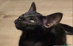 Oriental cats for sale: Oriental kitten - Image 16