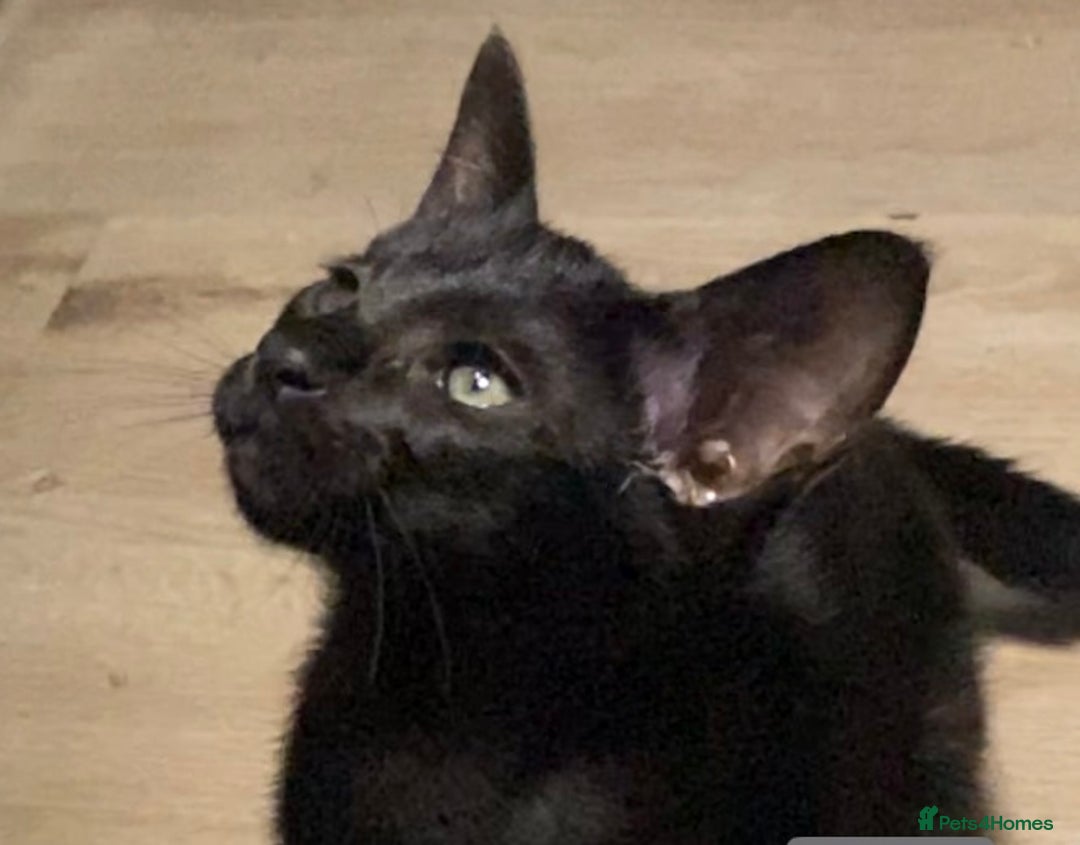Oriental cats for sale: Oriental kitten - Image 16