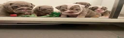 English Bulldog dogs for sale: Quality English bulldogs  - Advert 9