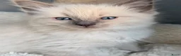 Ragdoll cats for sale: 🎖️GCCF🏆RAGDOLLS 11WKS **EXTENSIVE GENETIC TEST** - Advert 11