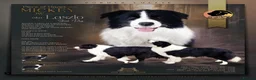 Border Collie dogs for sale: Stunning Champion line puppies  - Advert 10