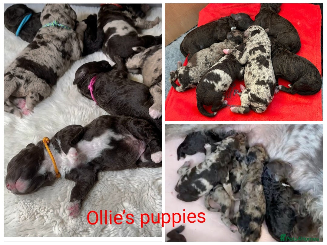Labradoodle dogs for stud: FULLY HEALTH TESTED MOYEN POODLE STUD! in Kettering - Image 32