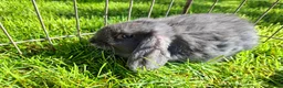 Mini Lop rabbits for sale: Pure breed minilop rabbits - Advert 10