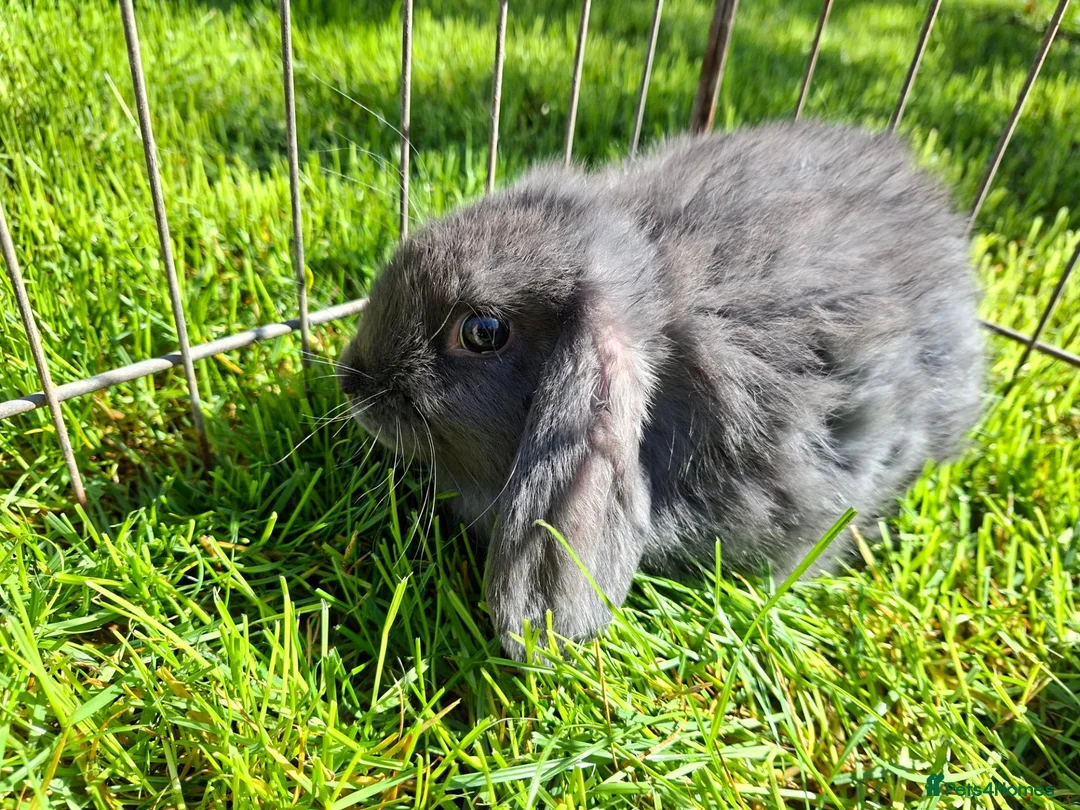 Mini Lop rabbits for sale: Pure breed minilop rabbits - Advert 10