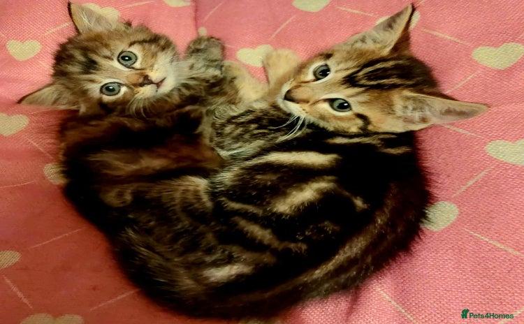 Mixed Breed cats - Advert 6