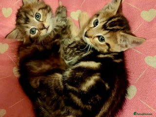 Mixed Breed cats - Advert 32