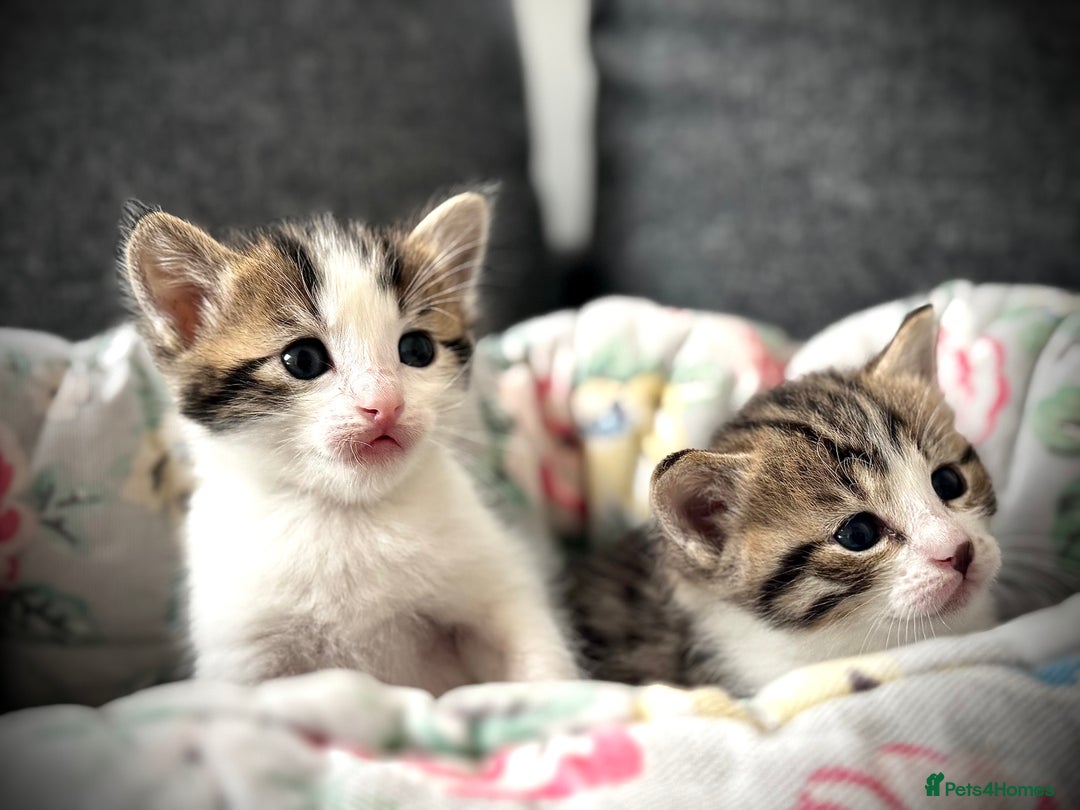 Mixed Breed cats for sale: 🌟 Exquisite Ragdoll × Bengal Kittens 🌟 - Advert 10