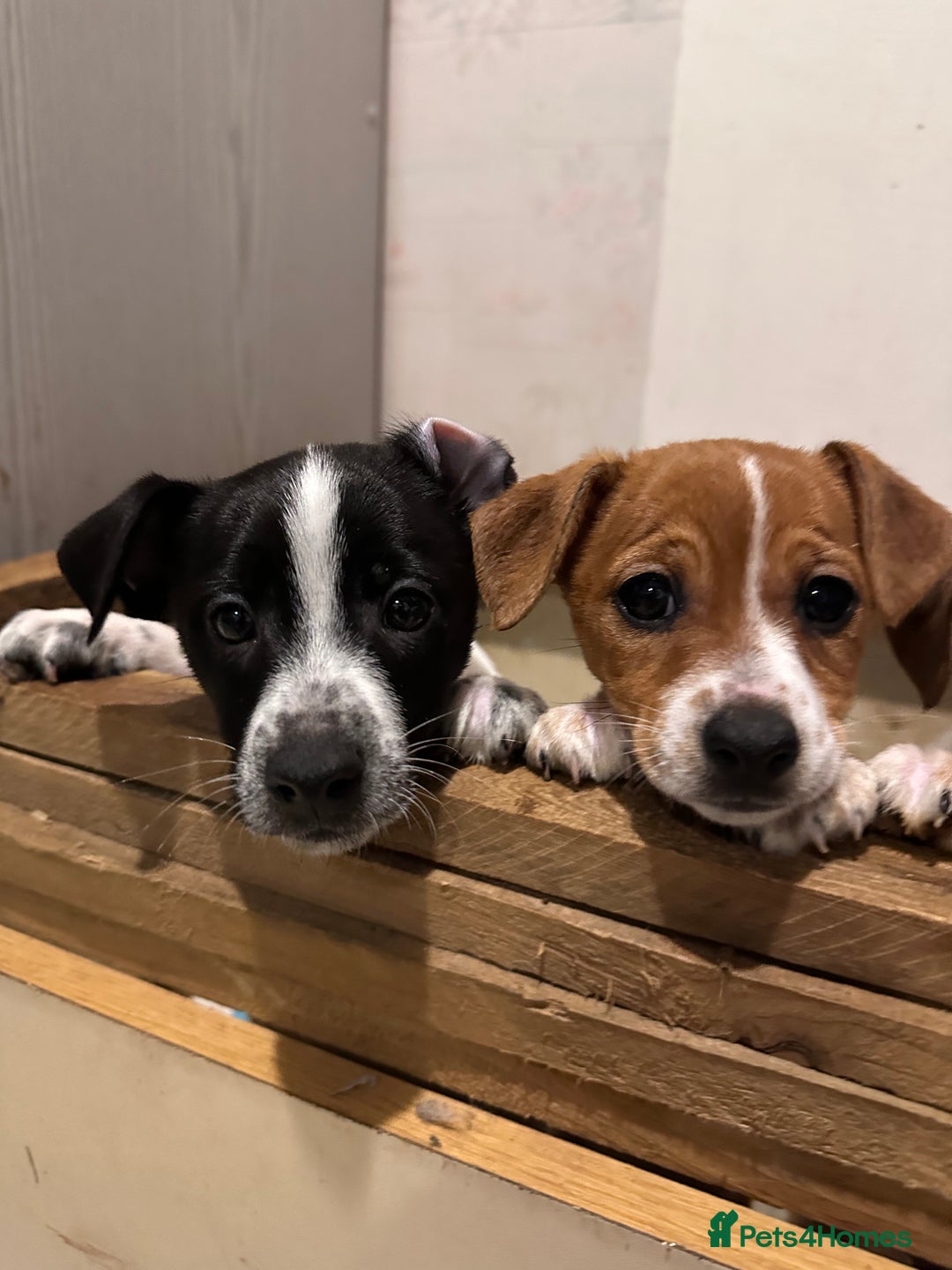 Jack Russell dogs for sale: ONLY 4 BEAUTIFUL BOYS LEFT- SMALL JACK RUSSELS - Advert 8