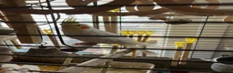 Cockatiels birds for sale: LUTINO COCKATIELS (2) WITH CAGE AND FOOD FOR SALE in Rochester - Advert 3