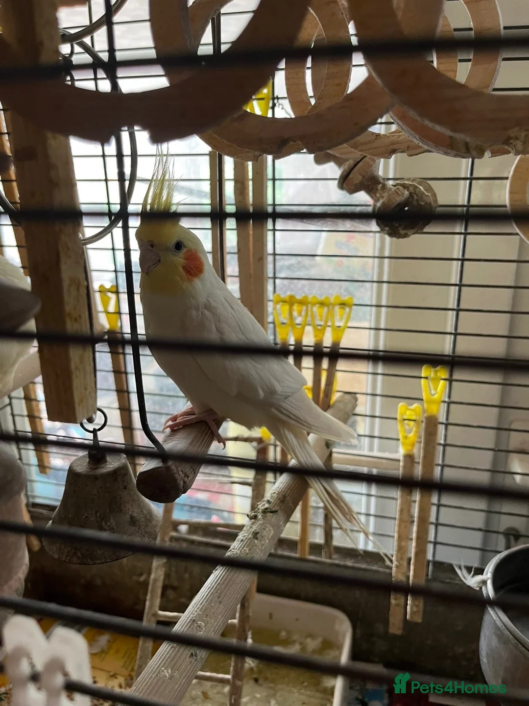 Cockatiels birds for sale: LUTINO COCKATIELS (2) WITH CAGE AND FOOD FOR SALE in Rochester - Advert 3
