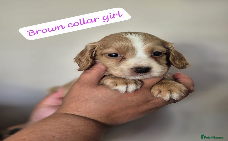 Cocker Spaniel dogs - Advert 2