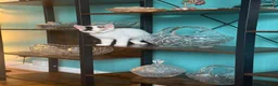 Persian cats for sale: Stunning persian kittens - Advert 12