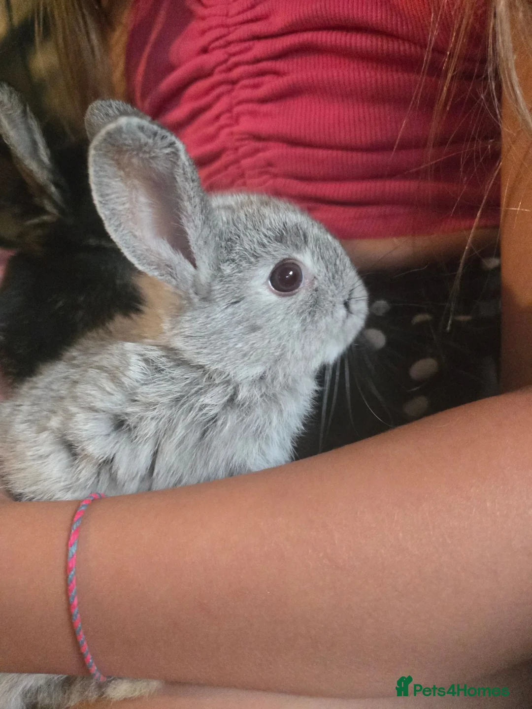 Mixed Breed rabbits for sale: 2 Netherland dwarf x mini lion lop babies (boys). - Advert 2