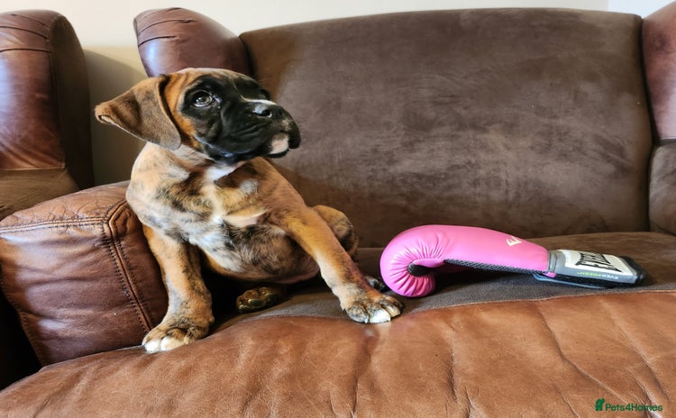 Boxer dogs - Advert 2