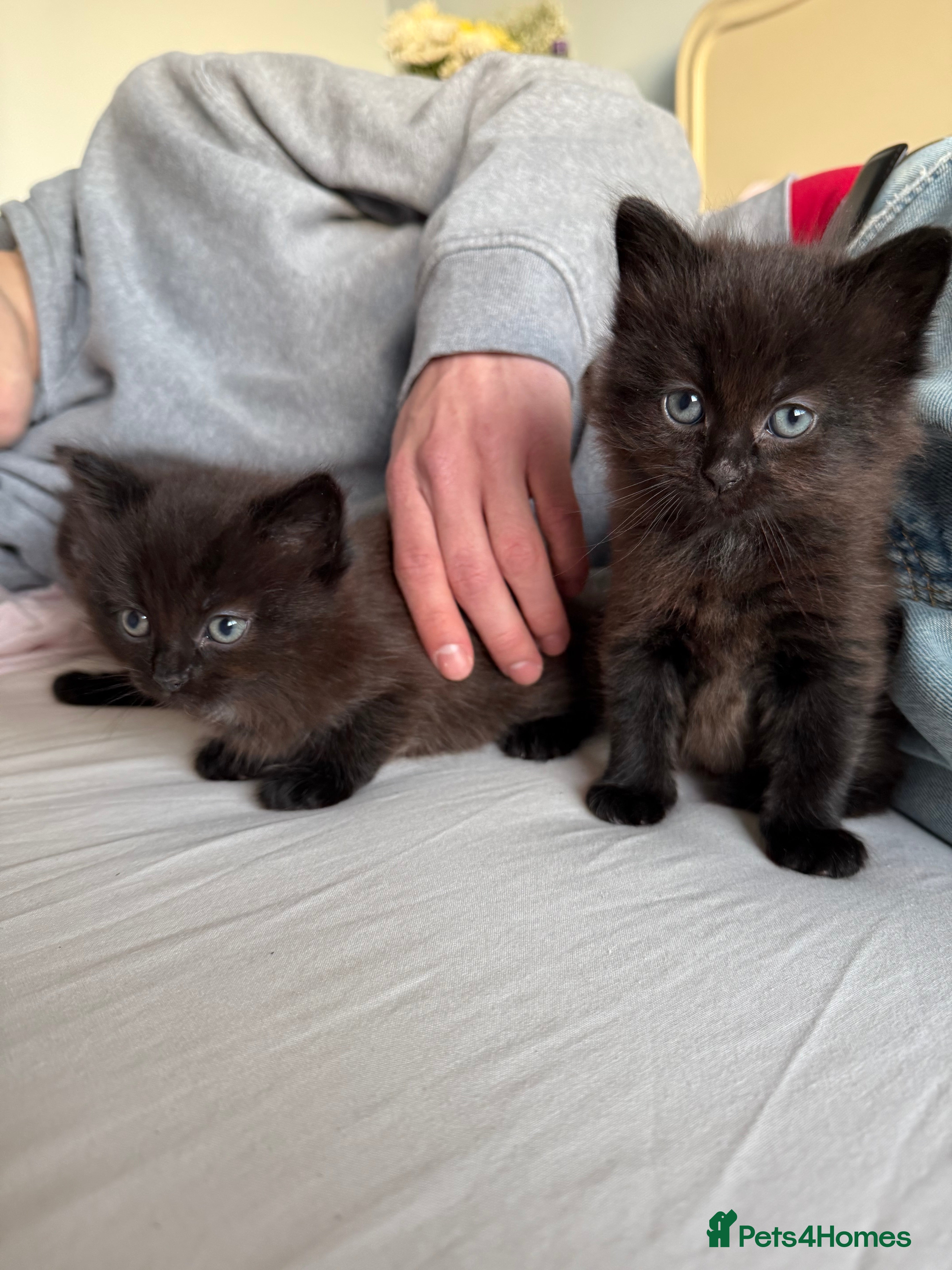 Mixed Breed cats Brown kittens for sale - Advert 5